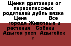Щенки дратхаара от первоклассных  родителей(дубль вязка) › Цена ­ 22 000 - Все города Животные и растения » Собаки   . Адыгея респ.,Адыгейск г.